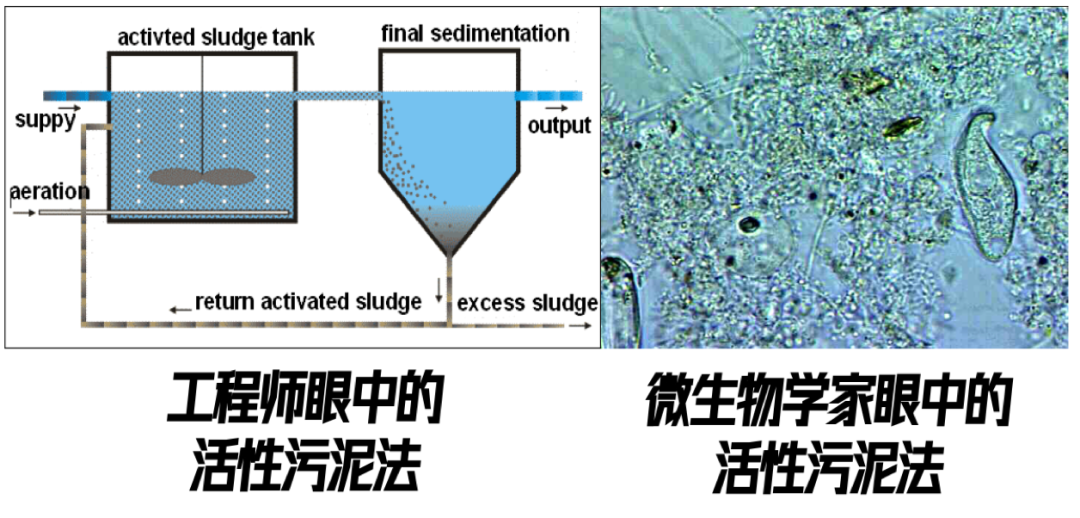 香港污水厂9年跟踪发现：万变的菌，不变的出水  第4张